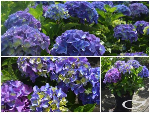 Hydrangea-Ball-Marine-Blau-2