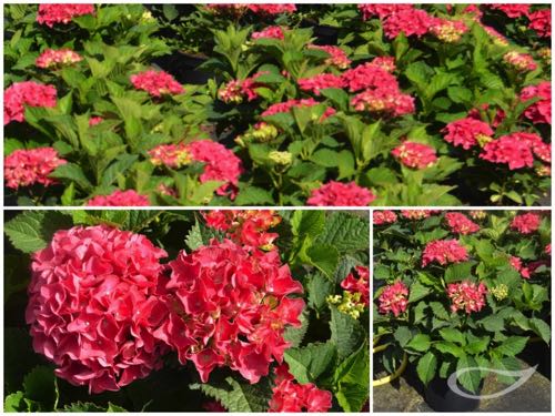 Hydrangea-Ball-Red-Beauty-rot
