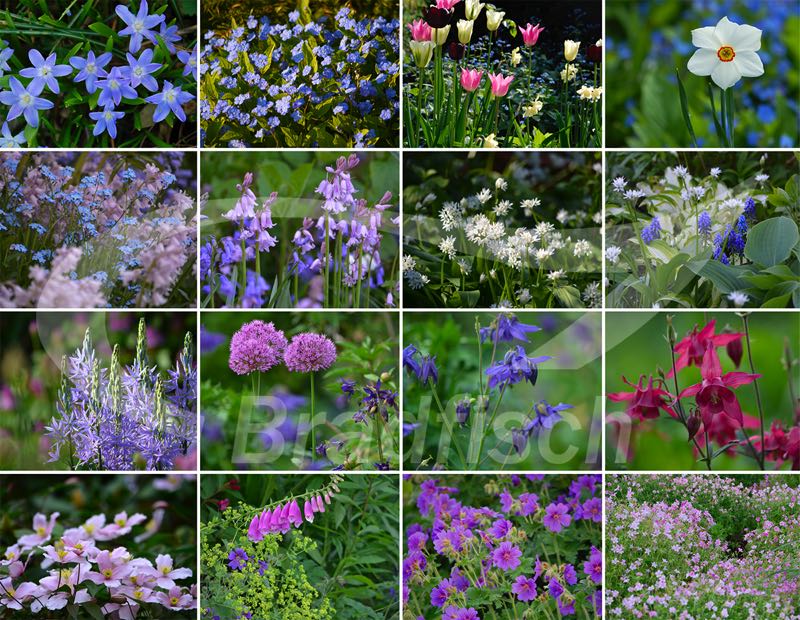 Begleiter zu Zier-Äpfel 