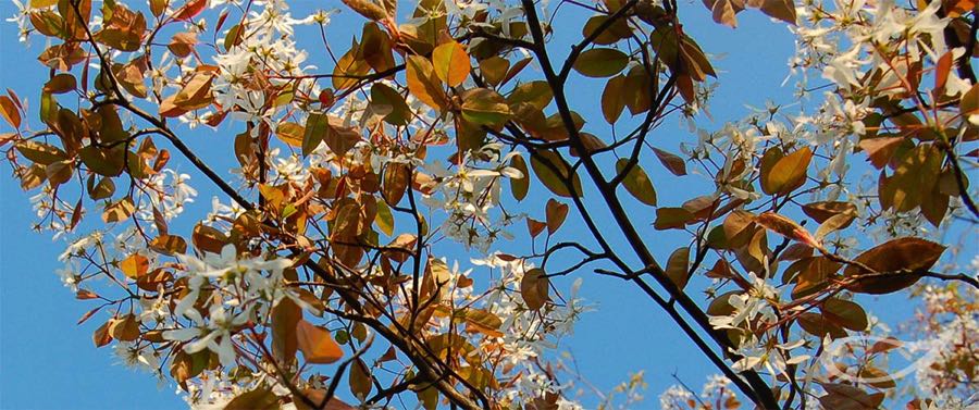 4-Jahreszeiten Bäume Felsenbirne