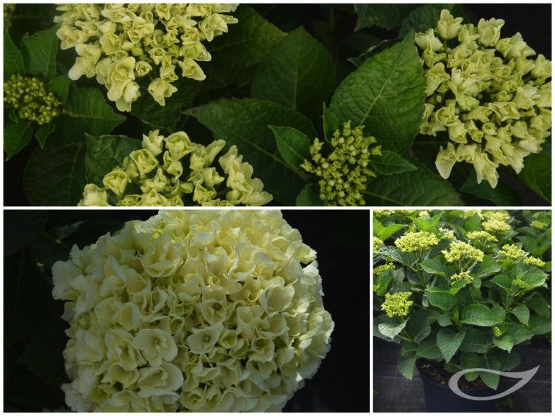 Hydrangea-Ball-Bright-White