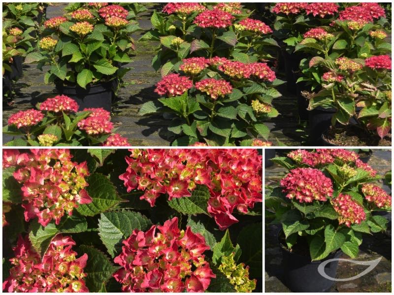 Hydrangea-Ball-Royal-Red