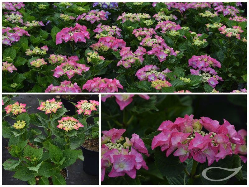 Hydrangea-Teller-Blaumeise-Rosa