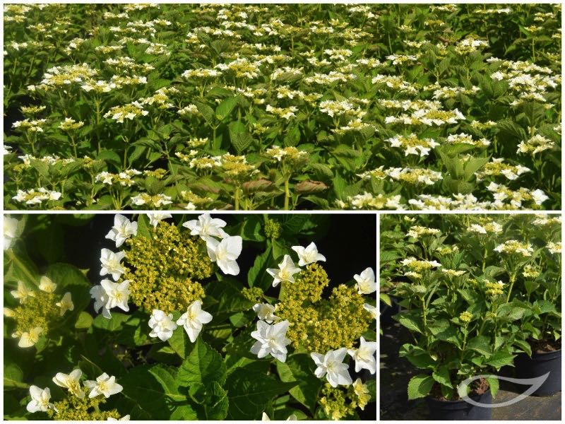 Hydrangea-Teller-Finya