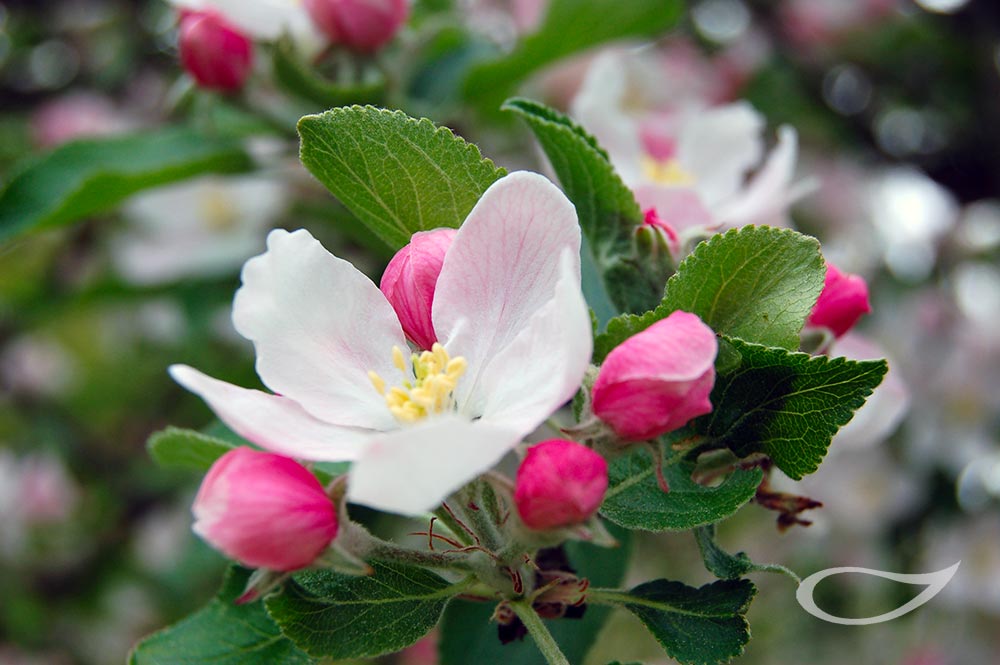 Blüte Apfelbaum