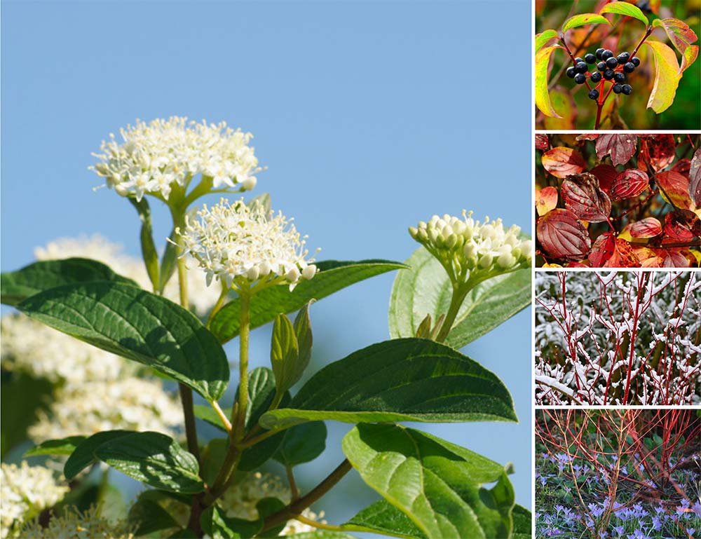 Cornus sanguinea Roter Hartriegel