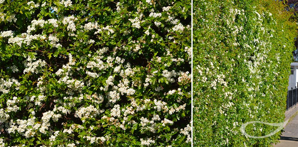 Crataegus laevigata Blüte