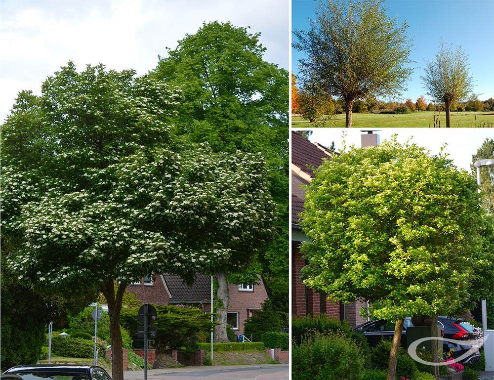 Crataegus Carrierei Salix alba Liempde