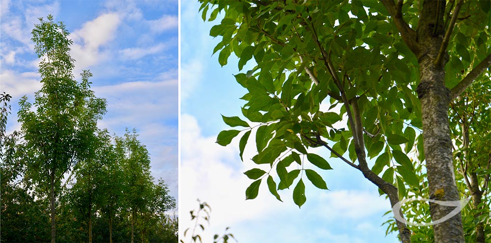 Fraxinus ornus Obelisk (Freiland)