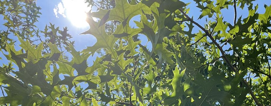 Schattenspender Baum