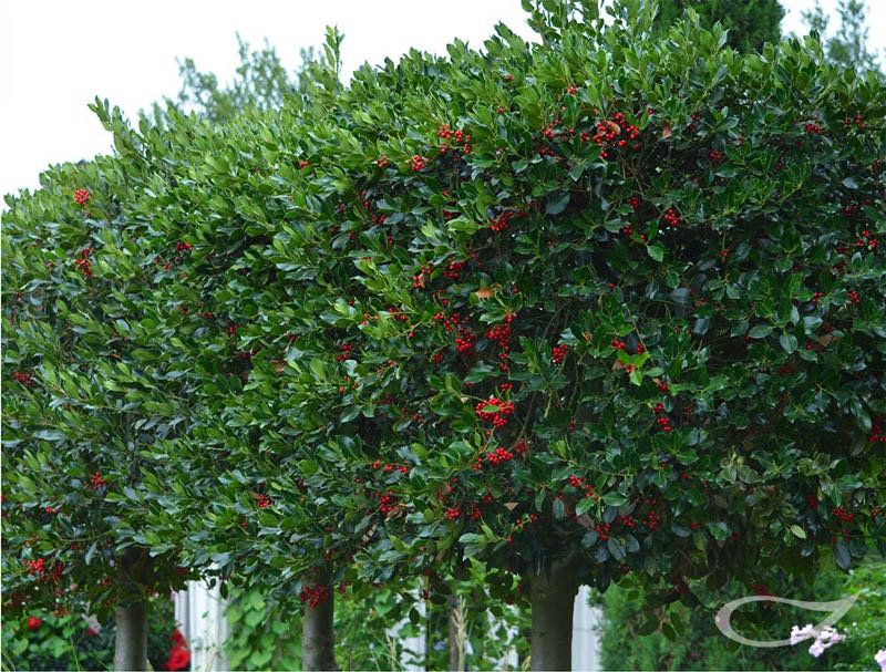 Ilex Nellie R. Stevens Stechpalme Kugelbaum
