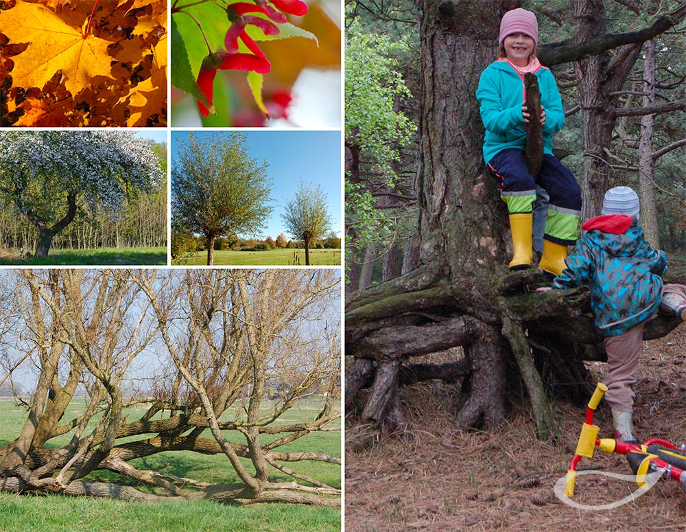 Pflanzen für Kinder: Bäume