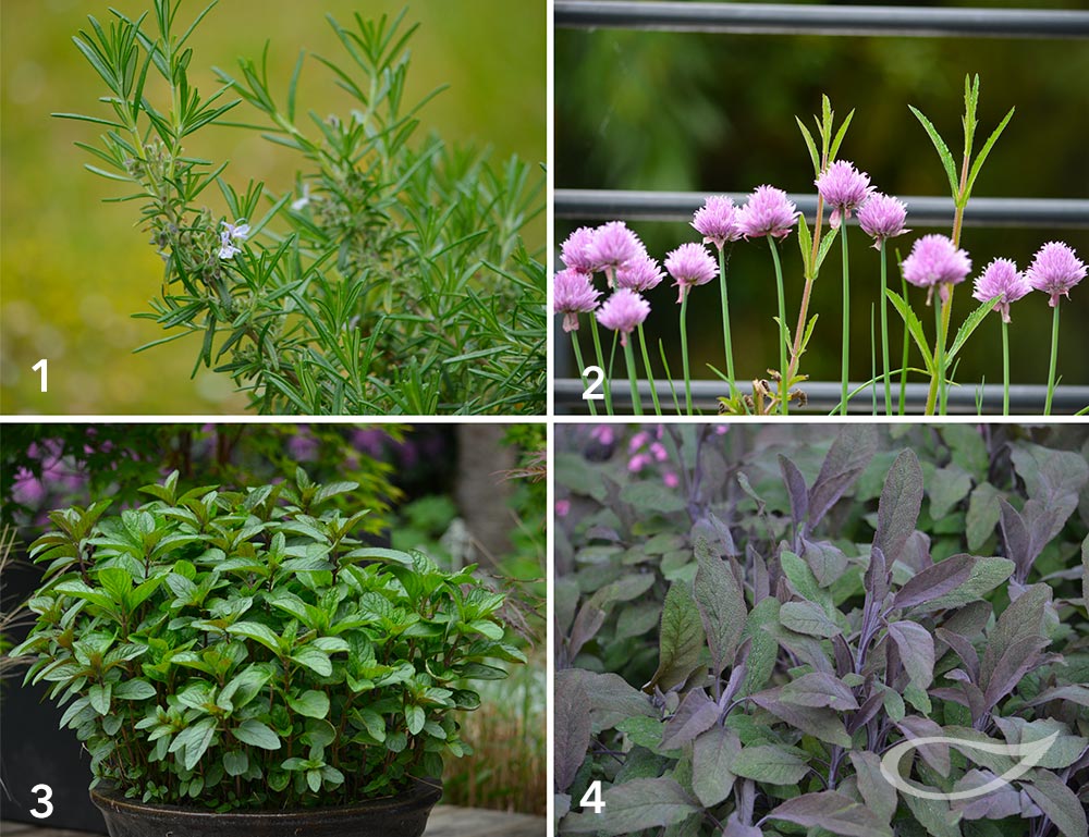 Pflanzenverwendung: Kräuter