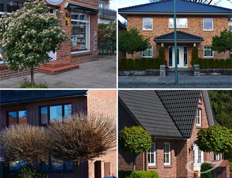 Kugelbäume aus dem mediterranen Sortiment und Winterbild