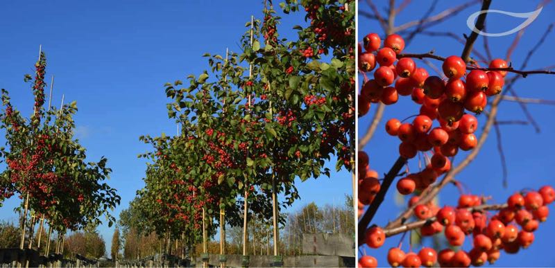 Wintergehölze Malus Evereste Fruchtschmuck