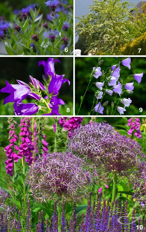 Pflanzen-Frühsommertracht 2