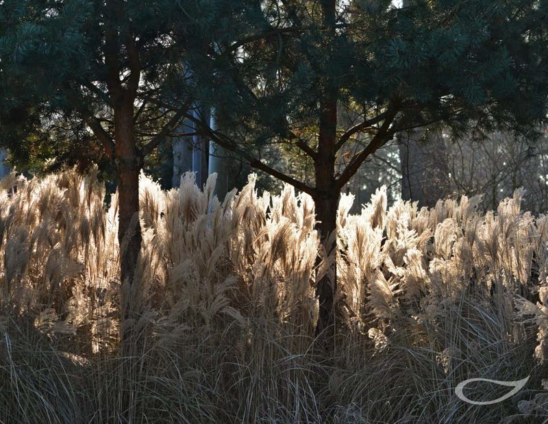 Wintergehölze: Pinus sylvestris und Miscanthus sinensis