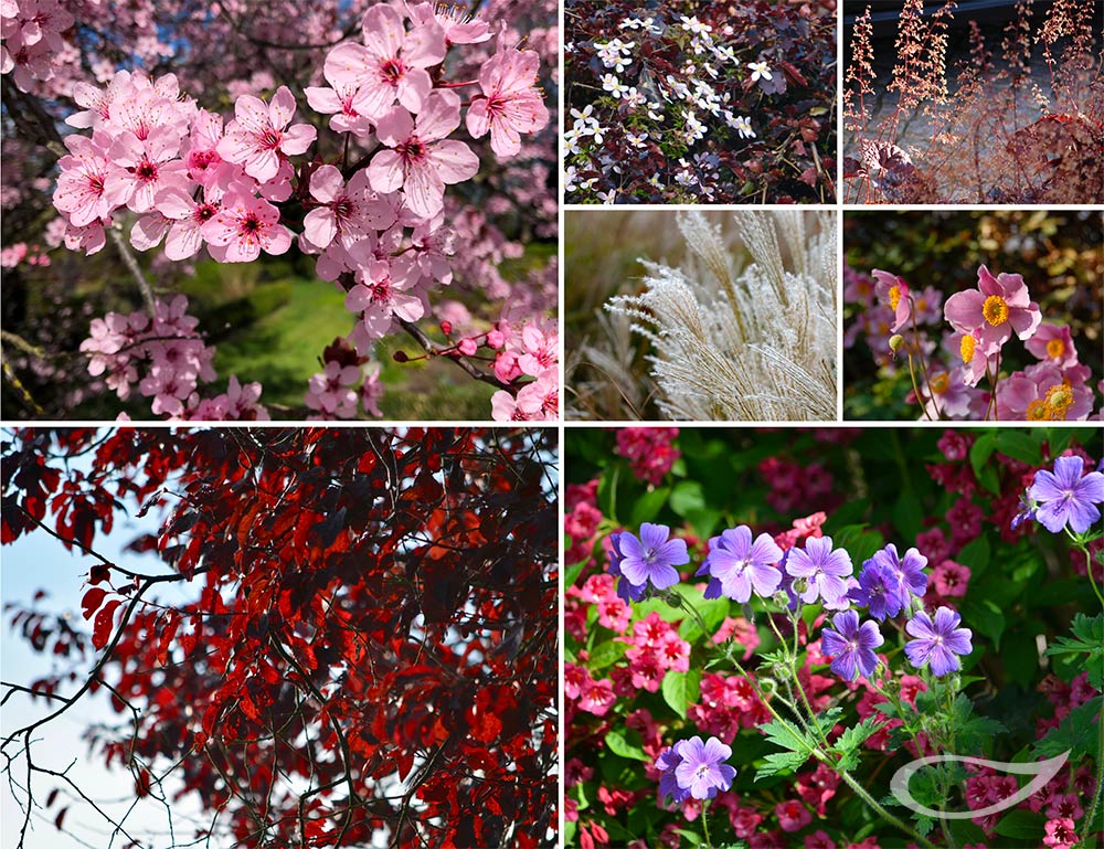 Insektenweide Prunus cerasifera ‚Nigra‘ und Begleiter