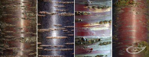 Wintergehölze: Rinden Prunus-Arten 