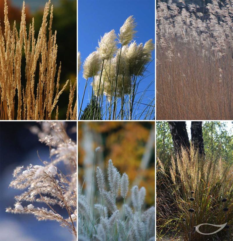 Winterbild Gräser für den Winter-Garten
